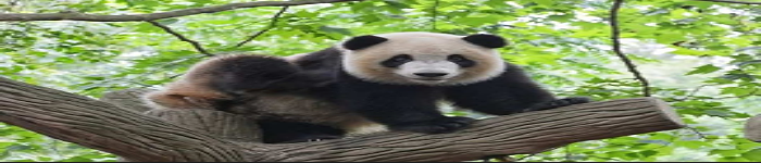 如何查询你的Pandas数据帧？